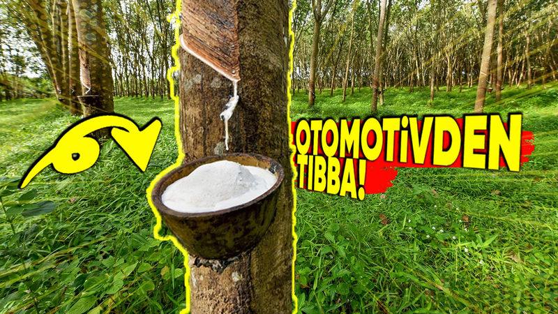 Ağaçlardan Çıkan Bu Süt Benzeri Beyaz Sıvıyı Hayatımızın Her Alanında Nasıl Kullanıyoruz?