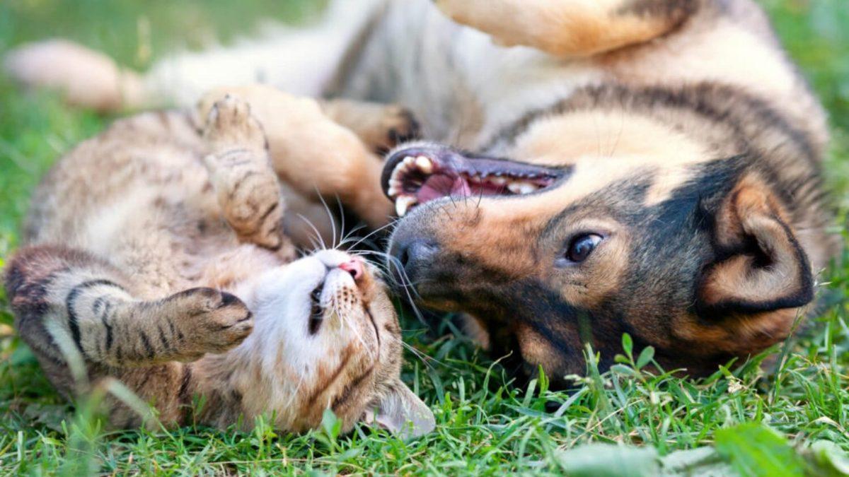 Hapşırık, Kaşıntı ve Kırmızı Gözler: Kedi ve Köpeklerin Birbirine Alerjisi Olabilir mi?