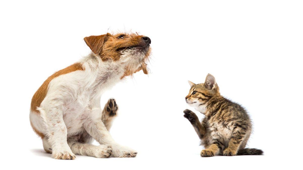Hapşırık, Kaşıntı ve Kırmızı Gözler: Kedi ve Köpeklerin Birbirine Alerjisi Olabilir mi?