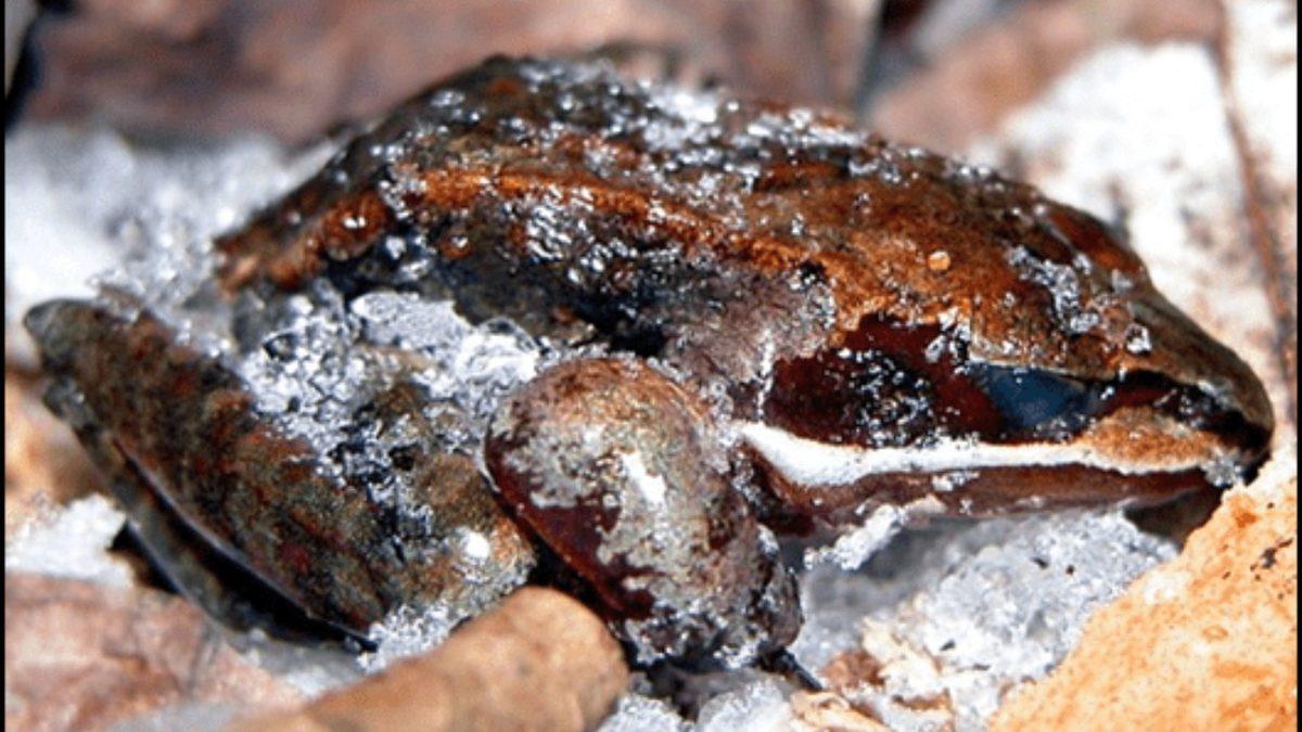 Alaska Ağaç Kurbağaları Neden İdrarlarını 8 Ay Boyunca Bile İsteye Tutuyorlar? Taş Olsa Çatlar!