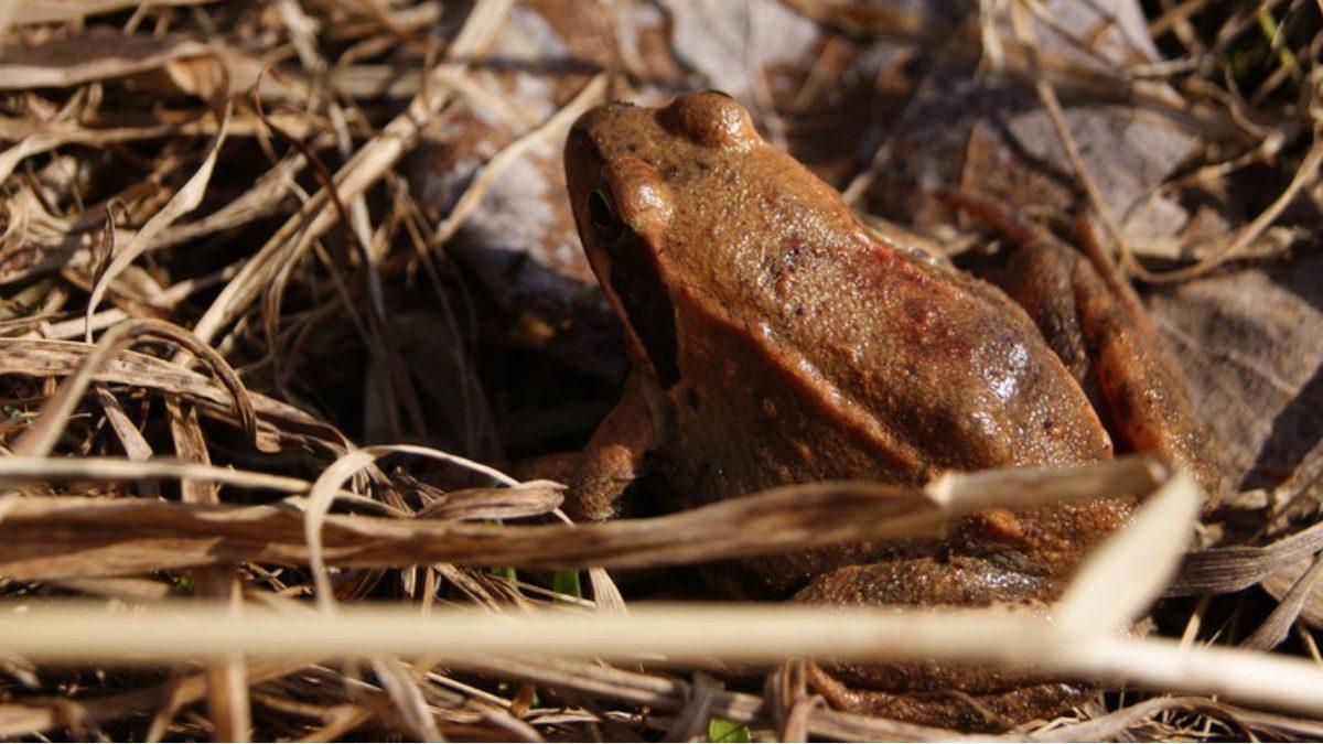 Alaska Ağaç Kurbağaları Neden İdrarlarını 8 Ay Boyunca Bile İsteye Tutuyorlar? Taş Olsa Çatlar!