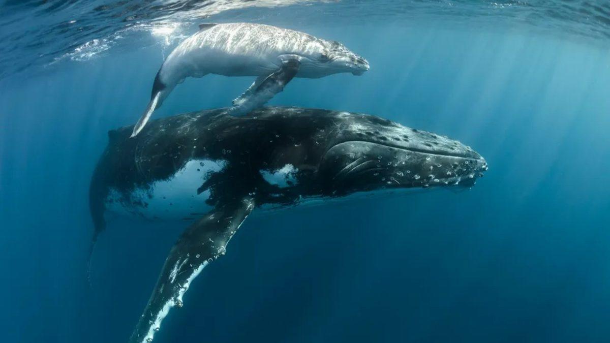 Balinaların İdrarları Nasıl Binlerce Kilometre Öteye Kadar Yayılabiliyor? İçeriğindeki Maddeler Birçok Canlıyı Hayata Bağlıyor!