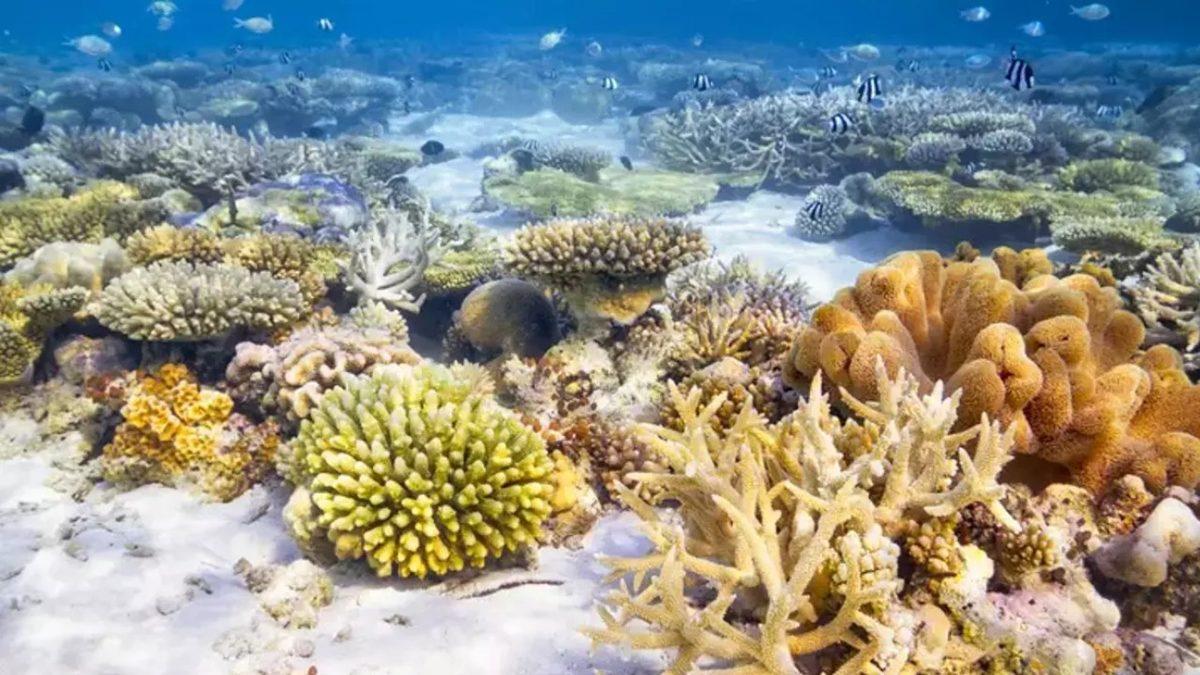 Balinaların İdrarları Nasıl Binlerce Kilometre Öteye Kadar Yayılabiliyor? İçeriğindeki Maddeler Birçok Canlıyı Hayata Bağlıyor!