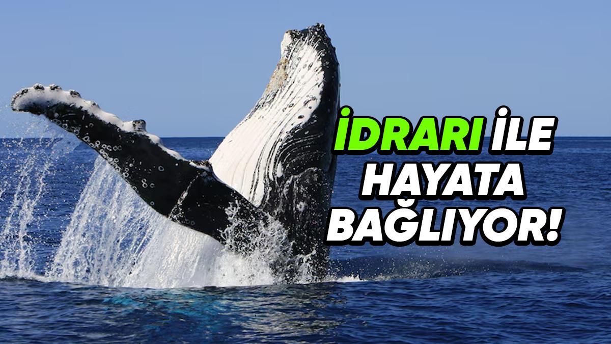 Balinaların İdrarları Nasıl Binlerce Kilometre Öteye Kadar Yayılabiliyor? İçeriğindeki Maddeler Birçok Canlıyı Hayata Bağlıyor!