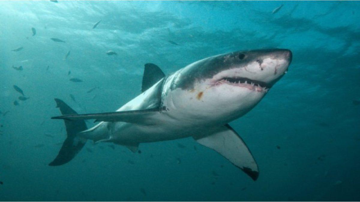 Muazzam Yetenekleri İle Kendi Uzuvlarını ve Organlarını Yenileyebilen 6 Hayvan: Kalp ve Beyin Dahil!