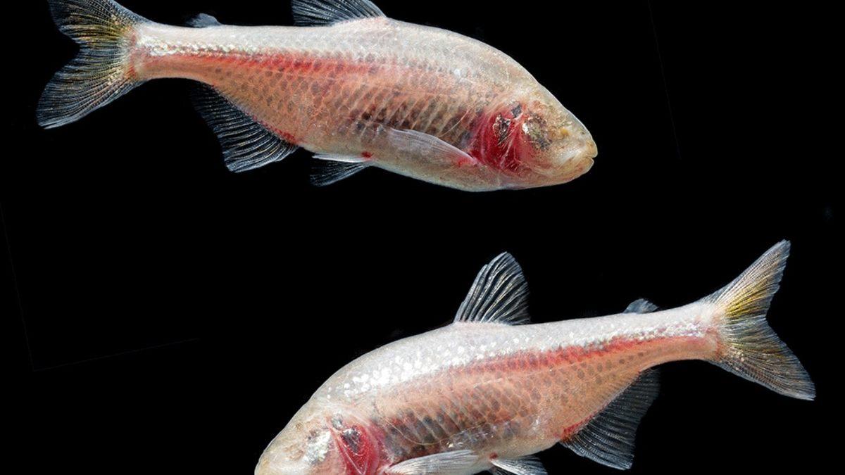 Muazzam Yetenekleri İle Kendi Uzuvlarını ve Organlarını Yenileyebilen 6 Hayvan: Kalp ve Beyin Dahil!