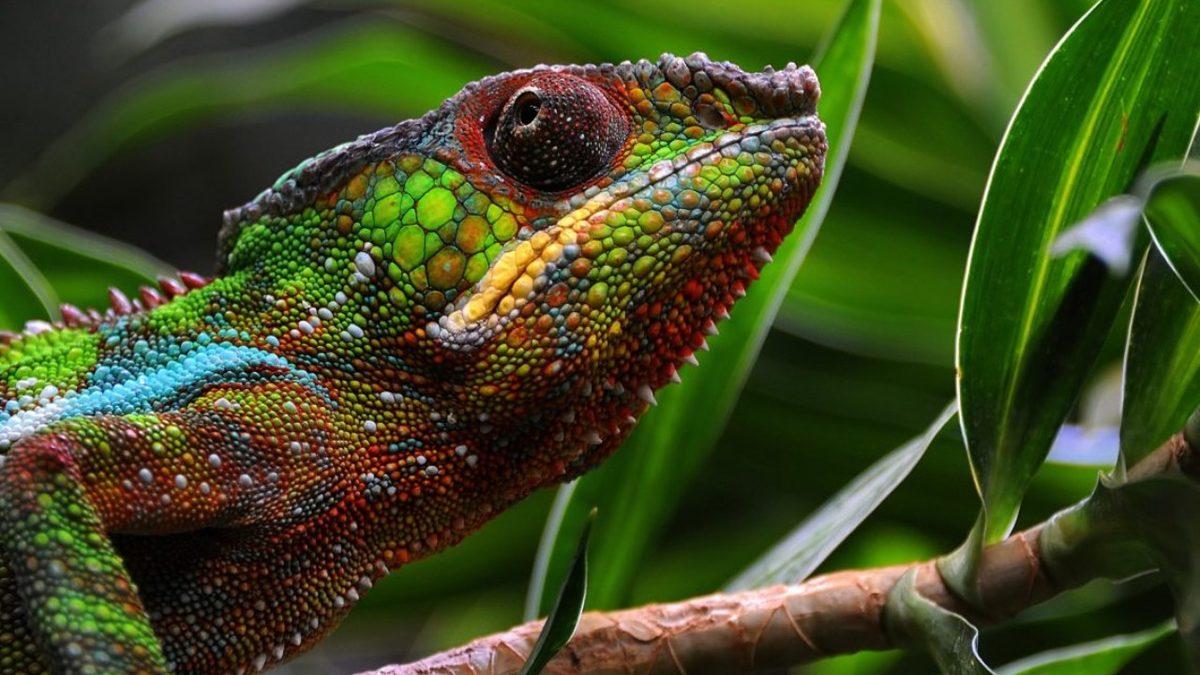 Muazzam Yetenekleri İle Kendi Uzuvlarını ve Organlarını Yenileyebilen 6 Hayvan: Kalp ve Beyin Dahil!