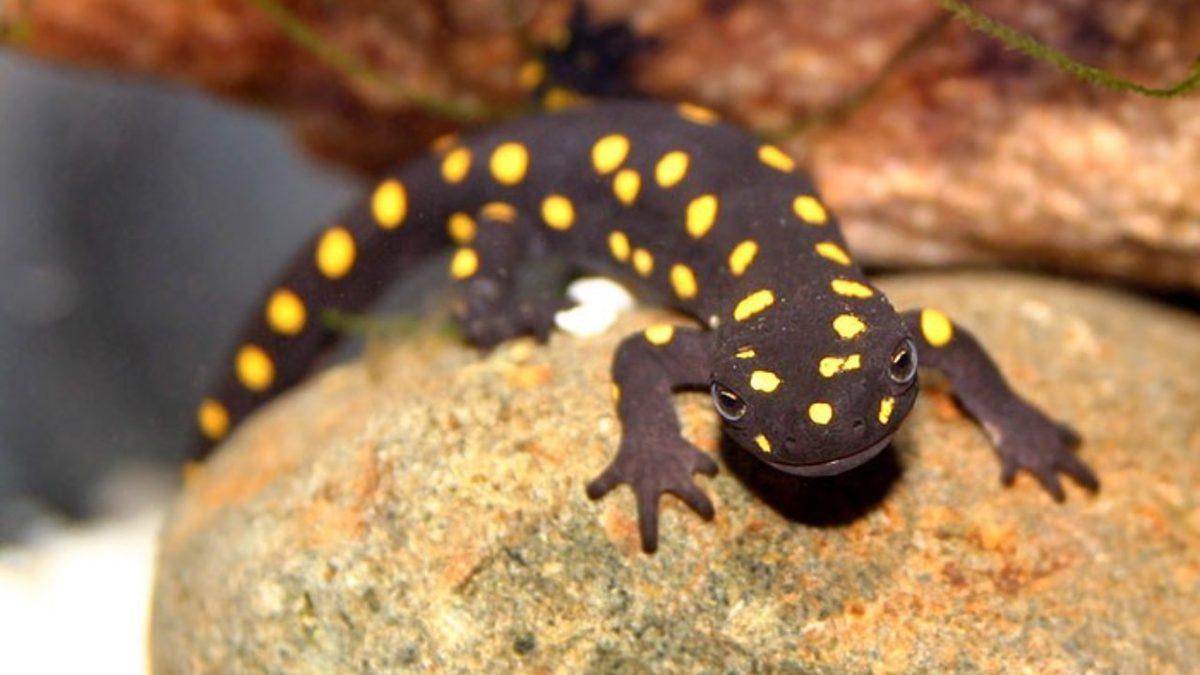 Muazzam Yetenekleri İle Kendi Uzuvlarını ve Organlarını Yenileyebilen 6 Hayvan: Kalp ve Beyin Dahil!