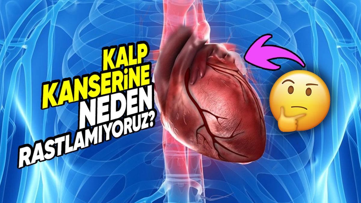 Her Organın Kanseri Varken Neden Neredeyse Hiç "Kalp Kanseri"ne Rastlamıyoruz?