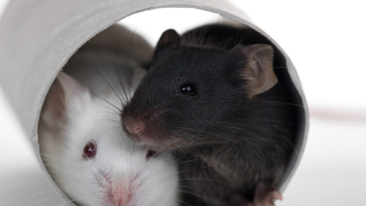 Fareler Nasıl Oluyor da Hasta Arkadaşlarına İlk Yardım Uyguluyor? Hatta Ölenleri Bile Hayata Döndürmeye Çalışıyorlar!