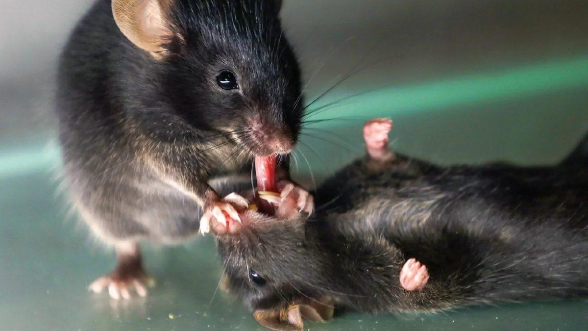 Fareler Nasıl Oluyor da Hasta Arkadaşlarına İlk Yardım Uyguluyor? Hatta Ölenleri Bile Hayata Döndürmeye Çalışıyorlar!