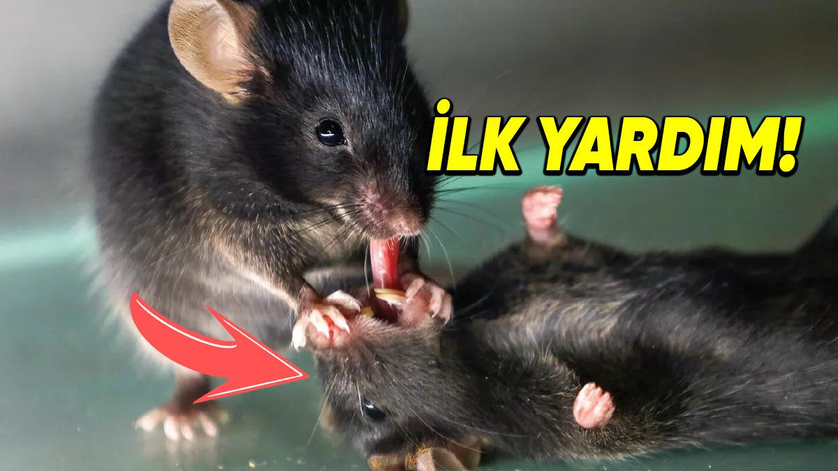 Fareler Nasıl Oluyor da Hasta Arkadaşlarına İlk Yardım Uyguluyor? Hatta Ölenleri Bile Hayata Döndürmeye Çalışıyorlar!