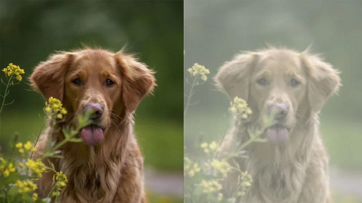 Köpekler Sarı ve Maviyi Görebiliyorlarken Nasıl Oluyor da Yeşil Rengi Göremiyorlar?