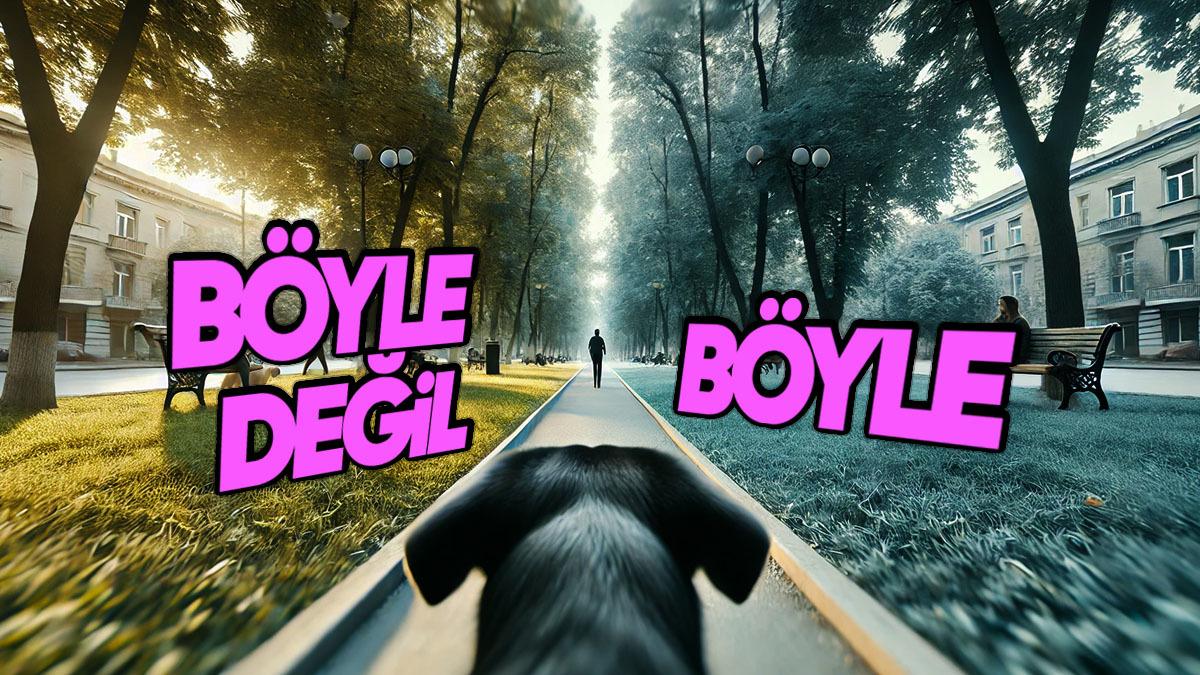 Köpekler Sarı ve Maviyi Görebiliyorlarken Nasıl Oluyor da Yeşil Rengi Göremiyorlar?