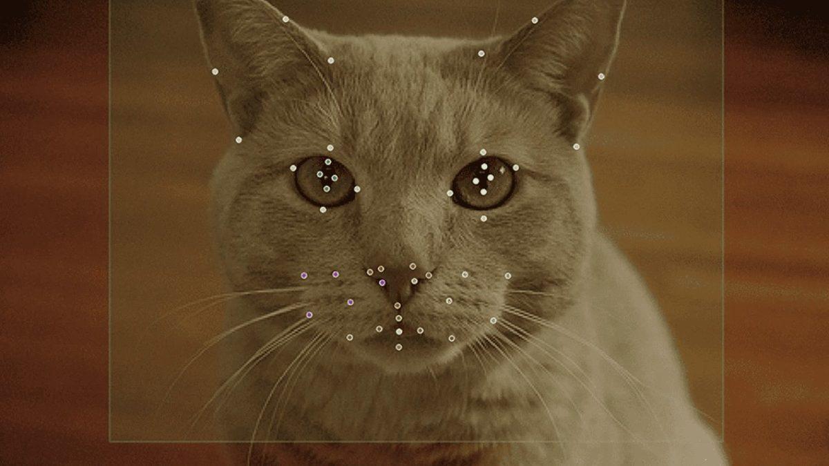 Kedilerin 276 Farklı Yüz İfadesi, Hangi Duygularının Tercümanı Niteliğinde? Yapay Zekâ Tüm Gizemi Çözüyor!