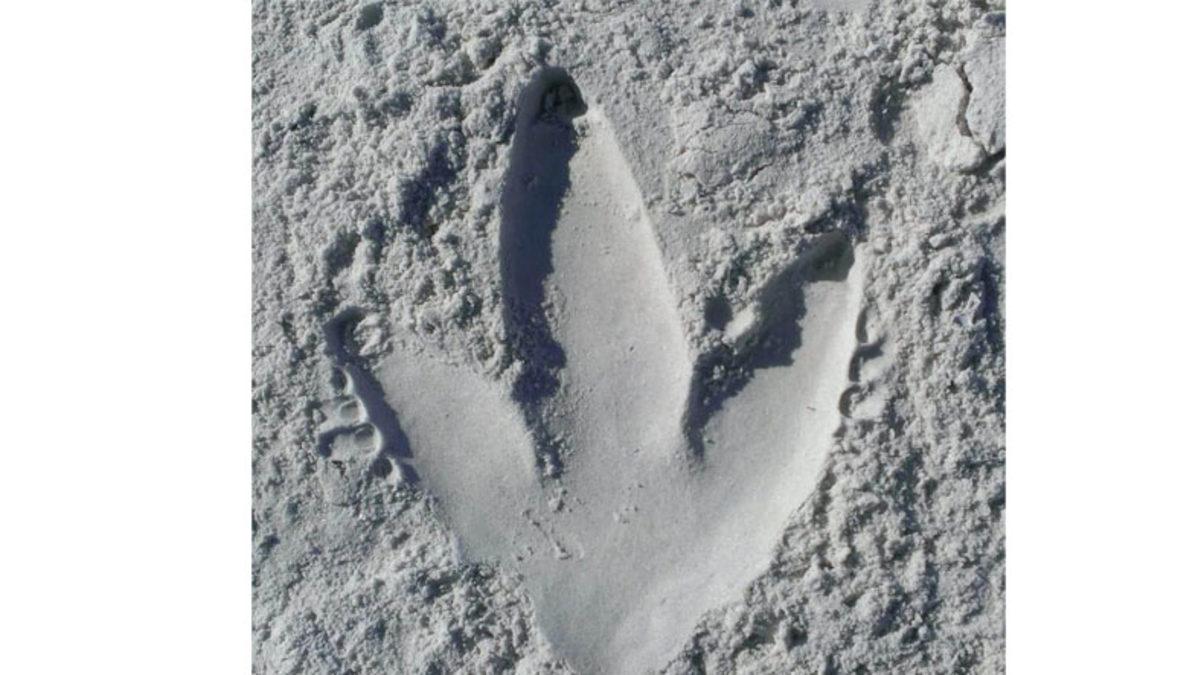 İnsanlar Bu Devasa Ayak İzinin Hangi Hayvana Ait Olduğunu Neden 40 Yıl Boyunca Çözemedi? (Aklınıza Bile Gelmez)