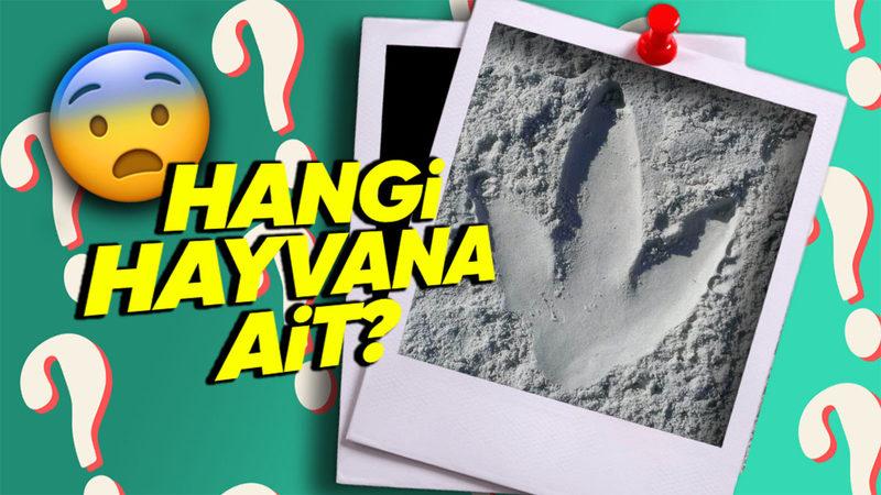 İnsanlar Bu Devasa Ayak İzinin Hangi Hayvana Ait Olduğunu Neden 40 Yıl Boyunca Çözemedi? (Aklınıza Bile Gelmez)