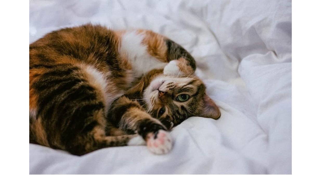 Kedilerin Sabahları Çok Sırnaşık Olmasının 40 Yıl Düşünseniz Aklınıza Gelmeyecek Sebebi: Bir Miktar Duygulanabilirsiniz…