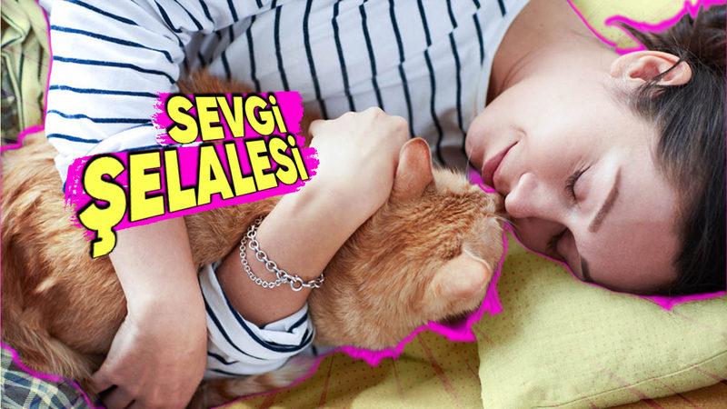 Kedilerin Sabahları Çok Sırnaşık Olmasının 40 Yıl Düşünseniz Aklınıza Gelmeyecek Sebebi: Bir Miktar Duygulanabilirsiniz…