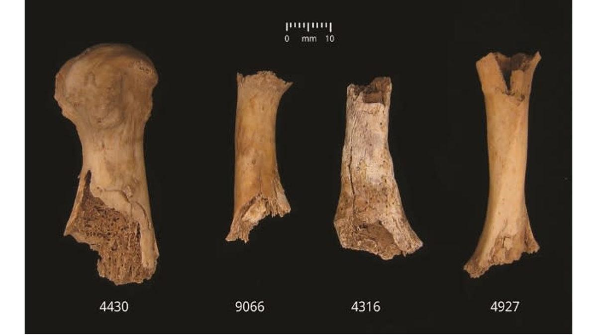 İnsanların 4000 Yıl Önce, Aç Olmamalarına Rağmen Birbirlerini Yemesinin Dehşet Verici Sebebi