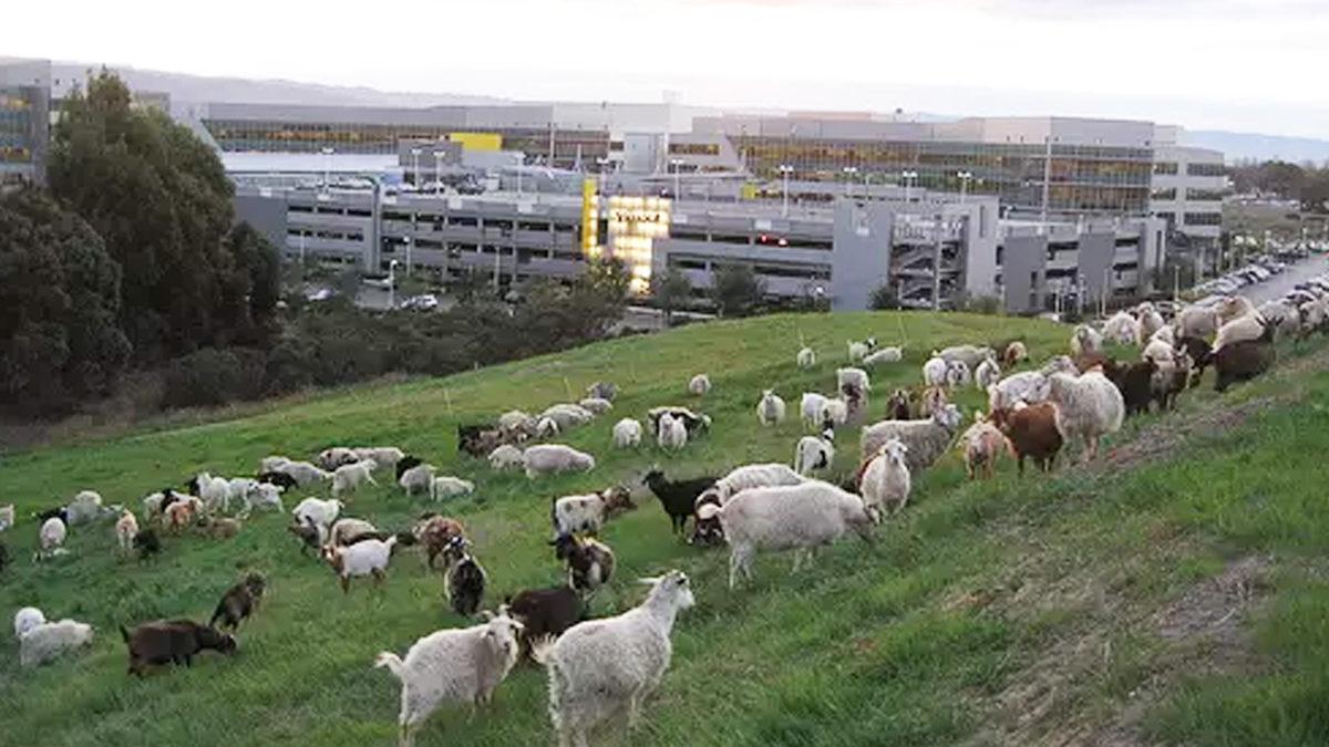 Google Neden Her Yıl 200 Keçiyi İşe Alıyor? Keçileri Kaçırmış Olmalı!