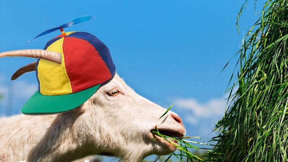 Google Neden Her Yıl 200 Keçiyi İşe Alıyor? Keçileri Kaçırmış Olmalı!