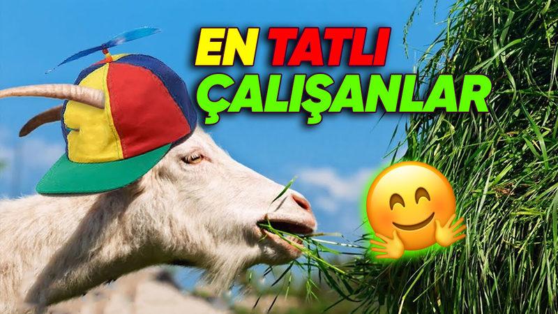 Google Neden Her Yıl 200 Keçiyi İşe Alıyor? Keçileri Kaçırmış Olmalı!