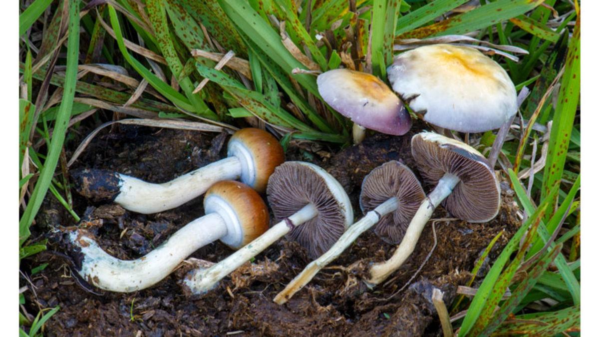 Bazı ‘Sihirli’ Mantar Türleri Neden Tüketildiğinde Halüsinasyon Görmeye Sebep Oluyor?