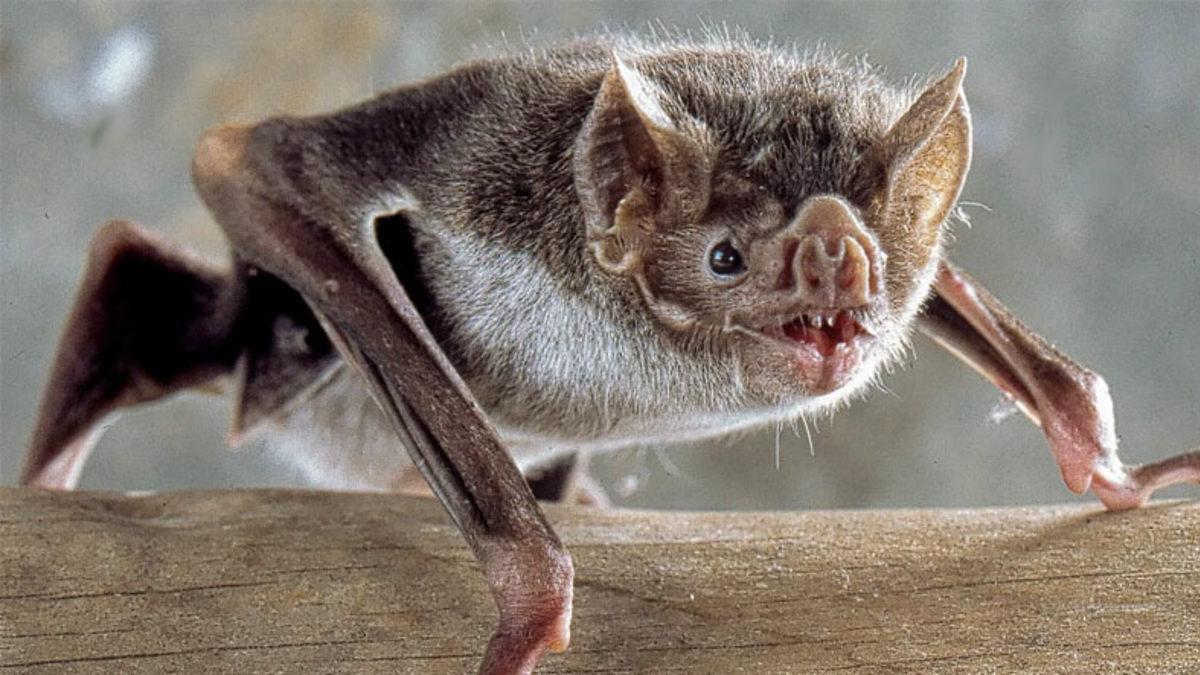 Neredeyse Bilinen Tüm Virüslerin Sebebi Olan Yarasalar, Nasıl Bu Kadar Fazla Virüs Taşıyabiliyorlar?