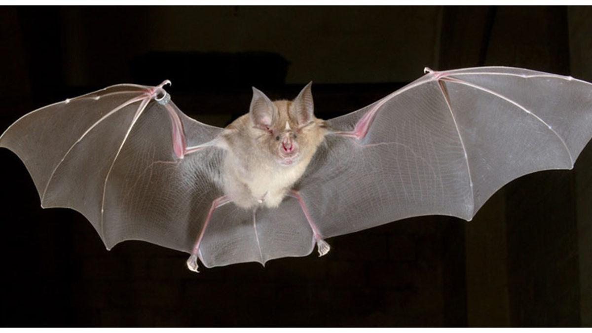 Neredeyse Bilinen Tüm Virüslerin Sebebi Olan Yarasalar, Nasıl Bu Kadar Fazla Virüs Taşıyabiliyorlar?