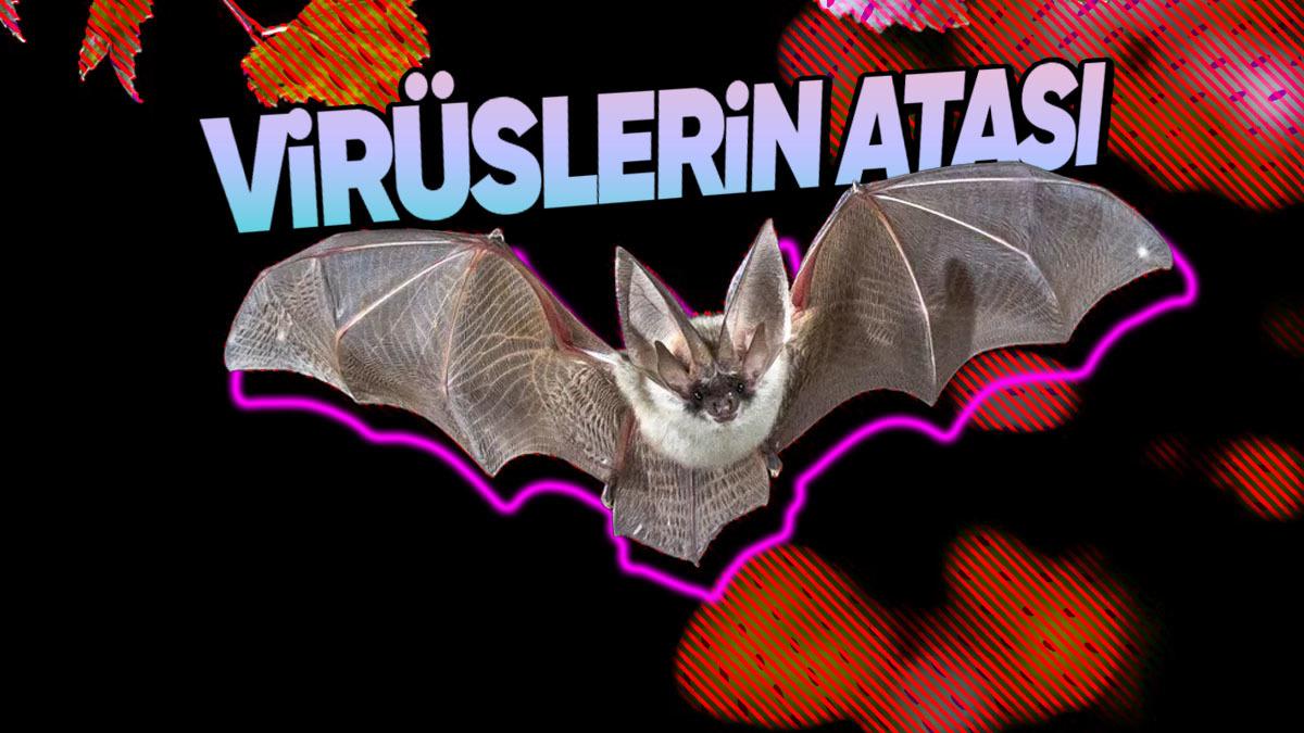 Neredeyse Bilinen Tüm Virüslerin Sebebi Olan Yarasalar, Nasıl Bu Kadar Fazla Virüs Taşıyabiliyorlar?