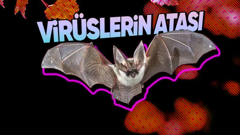Neredeyse Bilinen Tüm Virüslerin Sebebi Olan Yarasalar, Nasıl Bu Kadar Fazla Virüs Taşıyabiliyorlar?