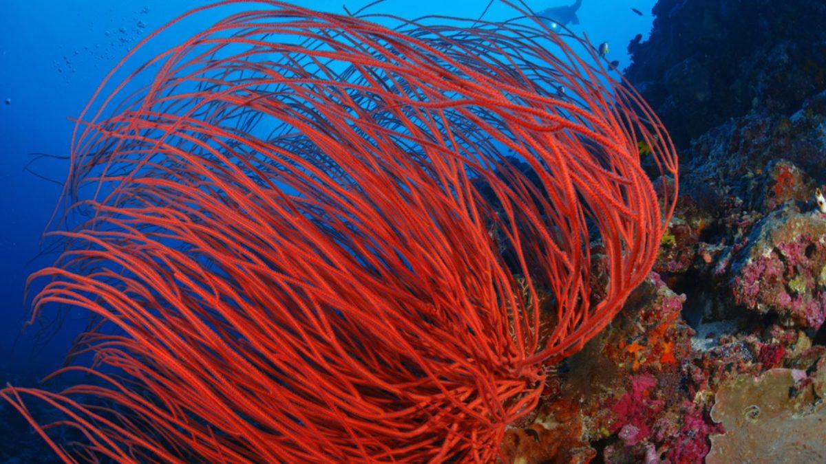 Hemen Hemen Her Bitki Yeşilken Denizlerin Derinlerinde Hayata Tutunanlar Neden Kırmızı?