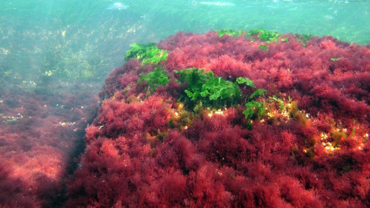 Hemen Hemen Her Bitki Yeşilken Denizlerin Derinlerinde Hayata Tutunanlar Neden Kırmızı?