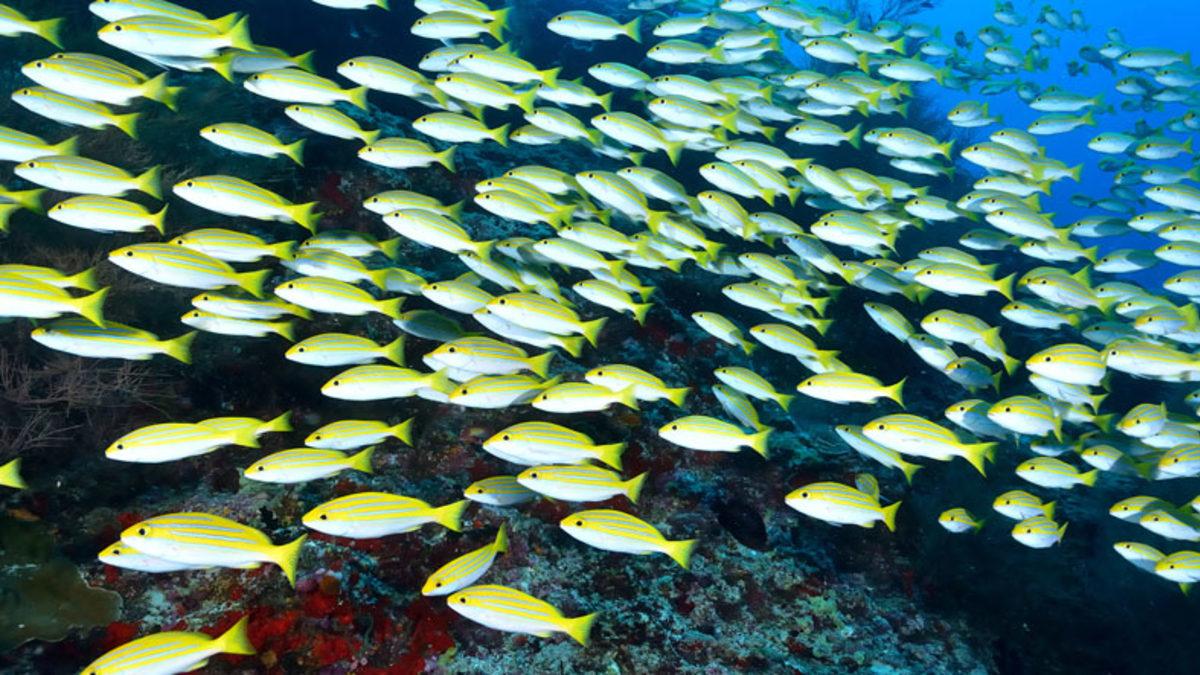 Balıkları Neden Hiç Tek Başlarına Yüzerken Göremeyiz? Kolonileşmeyi Kusursuz Bir Şekilde Koordine Ediyor Olabilirler!