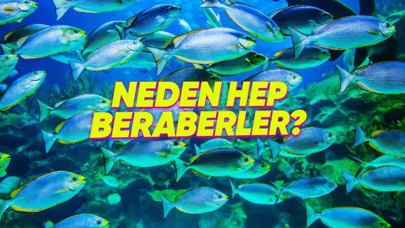 Balıkları Neden Hiç Tek Başlarına Yüzerken Göremeyiz? Kolonileşmeyi Kusursuz Bir Şekilde Koordine Ediyor Olabilirler!