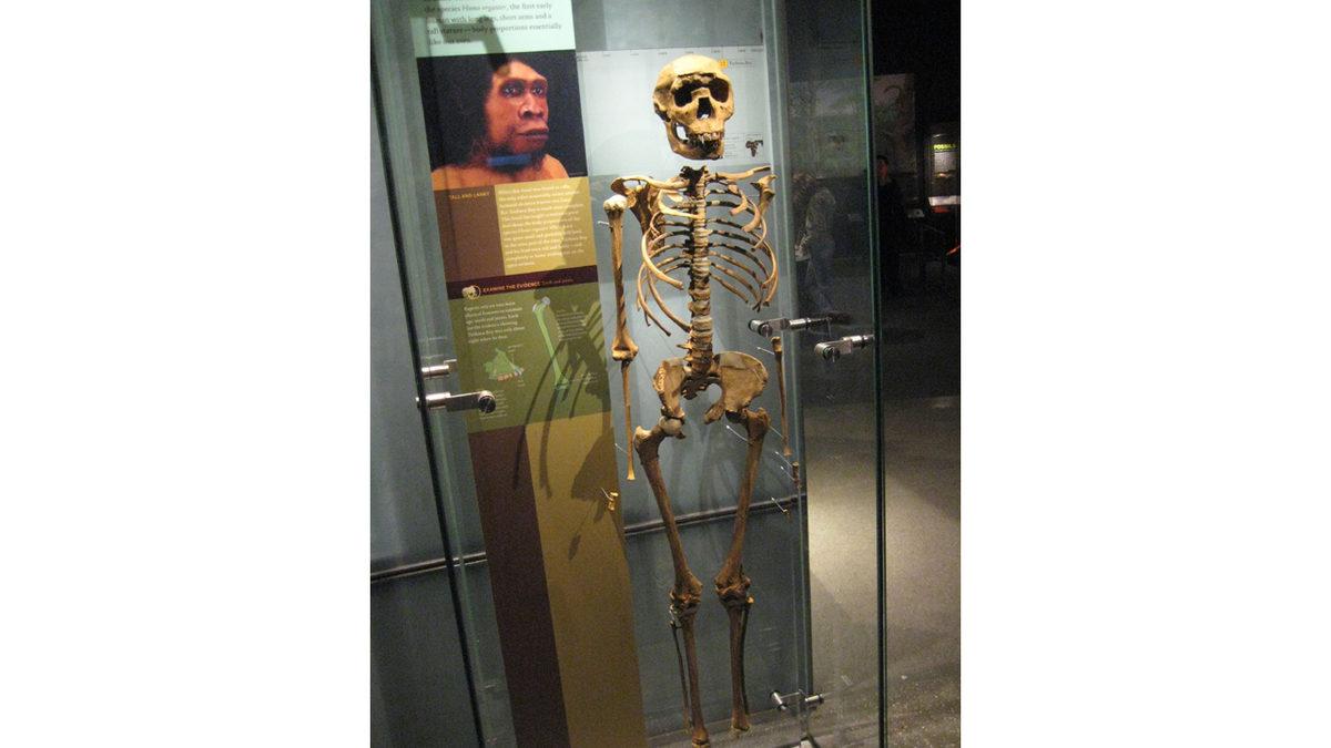 “İnsan Gerçekten Nereden Geldi?” Sorusunu Cevaplayan 10 İkonik Fosil