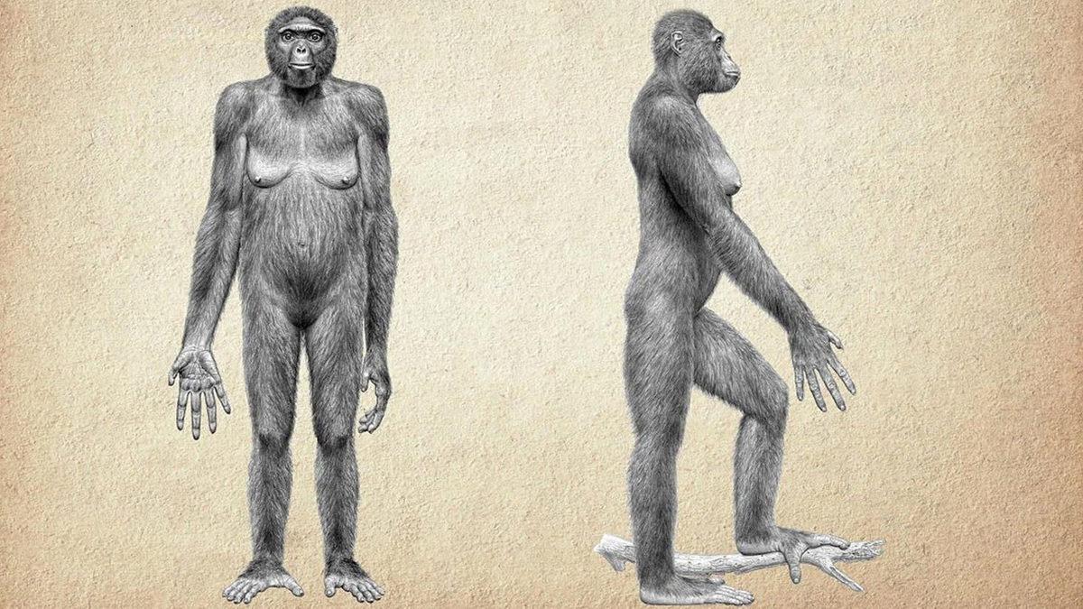 “İnsan Gerçekten Nereden Geldi?” Sorusunu Cevaplayan 10 İkonik Fosil