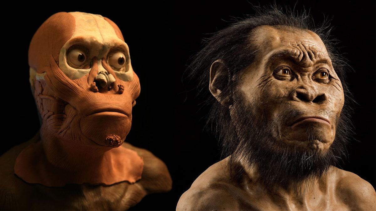“İnsan Gerçekten Nereden Geldi?” Sorusunu Cevaplayan 10 İkonik Fosil