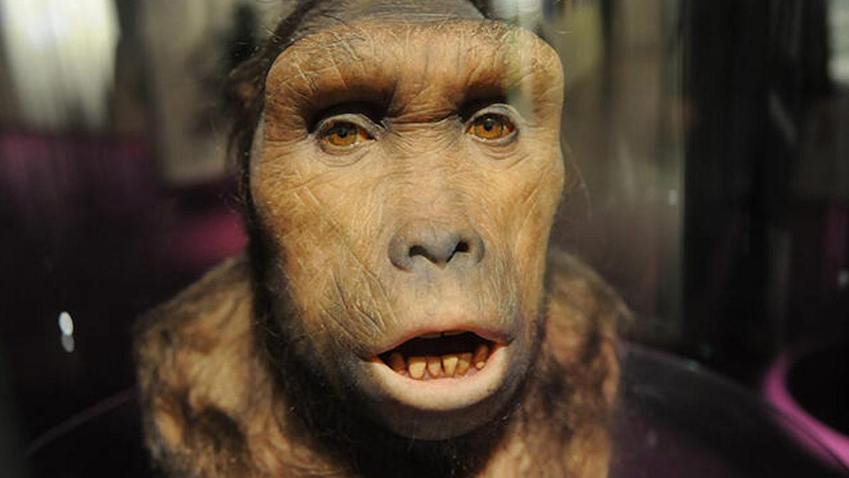 “İnsan Gerçekten Nereden Geldi?” Sorusunu Cevaplayan 10 İkonik Fosil