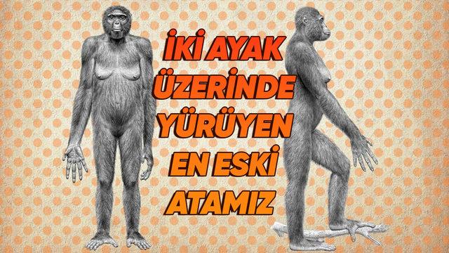 “İnsan Gerçekten Nereden Geldi?” Sorusunu Cevaplayan 10 İkonik Fosil