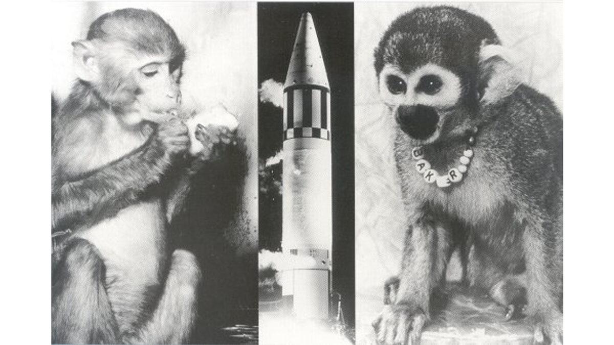 Uzaya Gönderilen Hayvanlar: Işık Tuttukları Bilgilere İnanamayacaksınız!