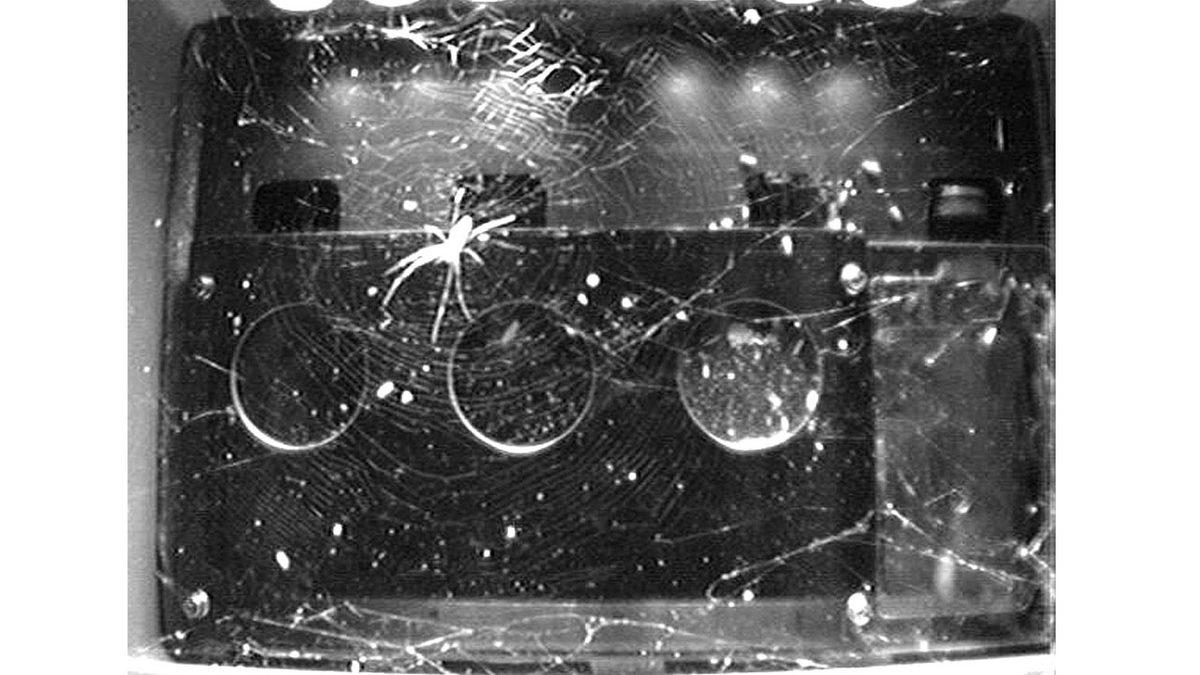 Uzaya Gönderilen Hayvanlar: Işık Tuttukları Bilgilere İnanamayacaksınız!