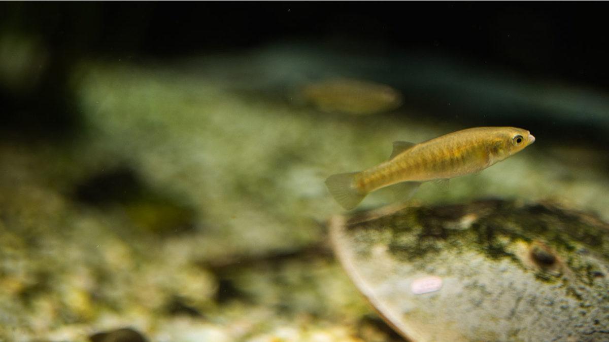 Uzaya Gönderilen Hayvanlar: Işık Tuttukları Bilgilere İnanamayacaksınız!