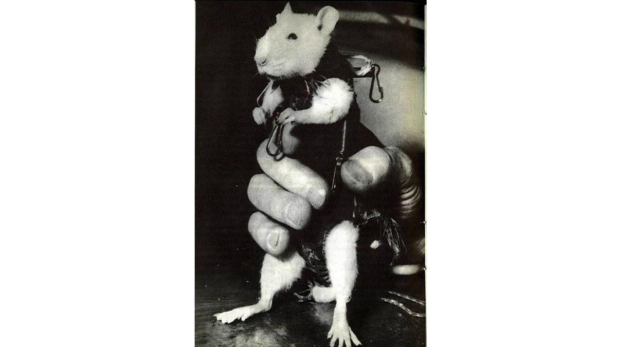 Uzaya Gönderilen Hayvanlar: Işık Tuttukları Bilgilere İnanamayacaksınız!