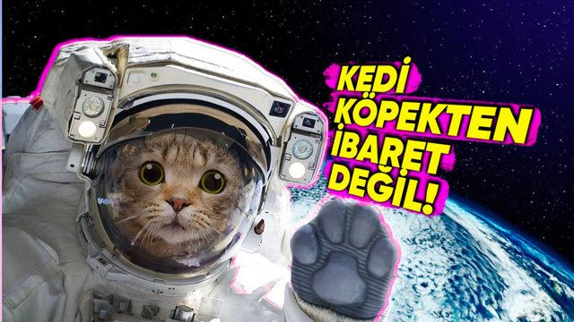 Uzaya Gönderilen Hayvanlar: Işık Tuttukları Bilgilere İnanamayacaksınız!