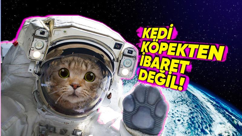 Uzaya Gönderilen Hayvanlar: Işık Tuttukları Bilgilere İnanamayacaksınız!