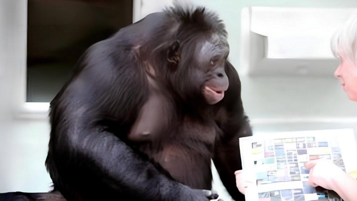 Hayvanlar, İnsanların Dillerini Anlayıp Öğrenebilirler mi? İşte Birbirinden Farklı Çalışmaların Çarpıcı Sonuçları