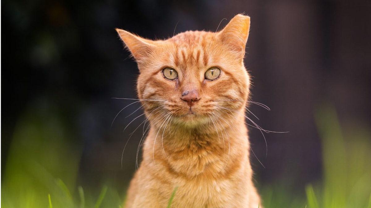 Kedilerin Kulakları Neden Üçgen? Mühendislik Harikası Desek Yeridir!