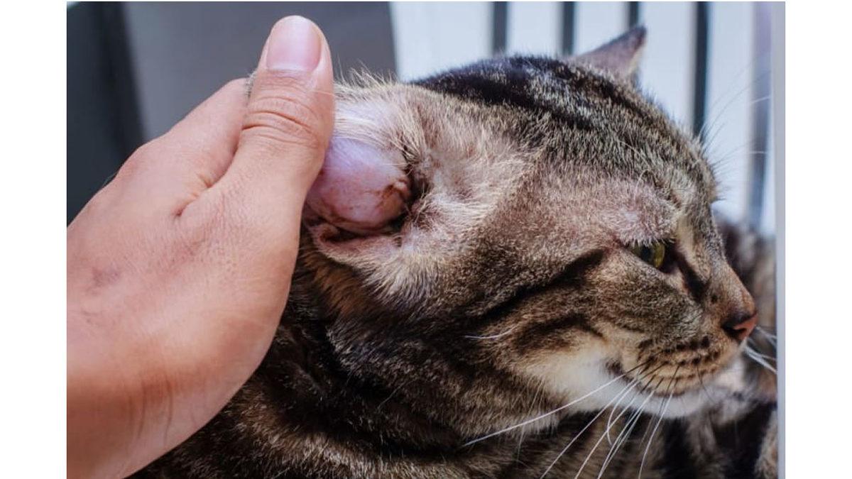 Kedilerin Kulakları Neden Üçgen? Mühendislik Harikası Desek Yeridir!